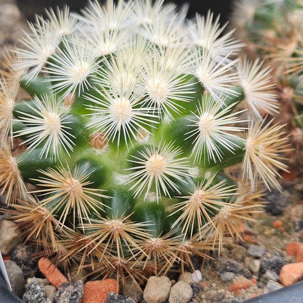 Mammillaria laui var. subducta LAU1222